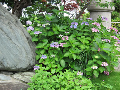 流水庭の紫陽花