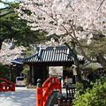 龍華橋の桜
